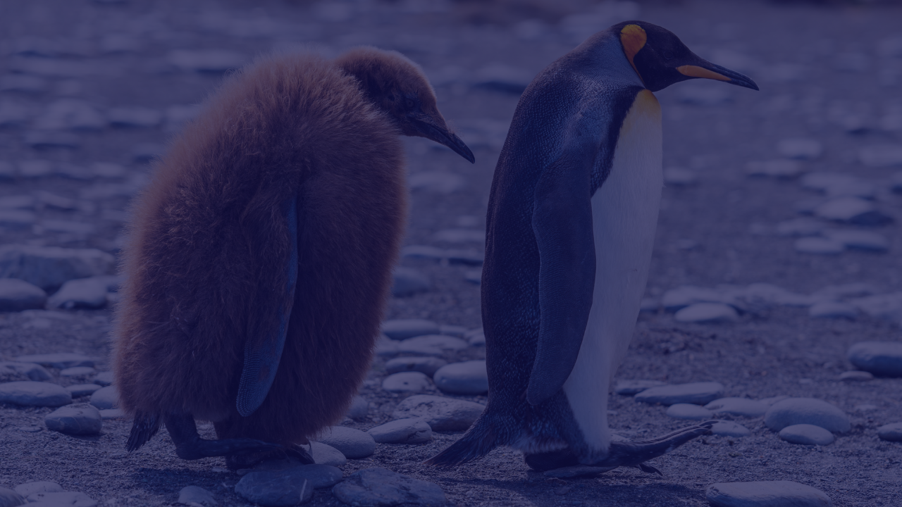 Streamline Your Logistics with Prime Penguin: A Step-by-Step Onboarding Guide