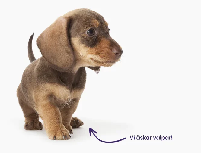 Client case Petgood